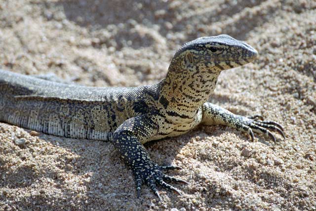 Lizard, Kruger National Park. South Africa.