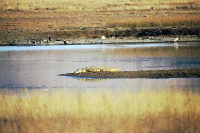 Nile crocodile, Kruger National Park. South Africa.