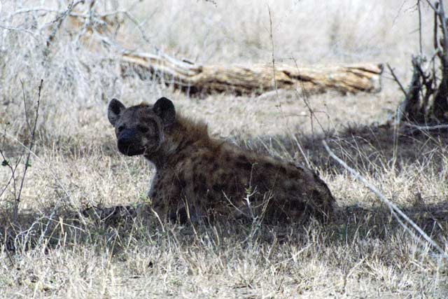 Spotted hyaena, Kruger National Park. South Africa.