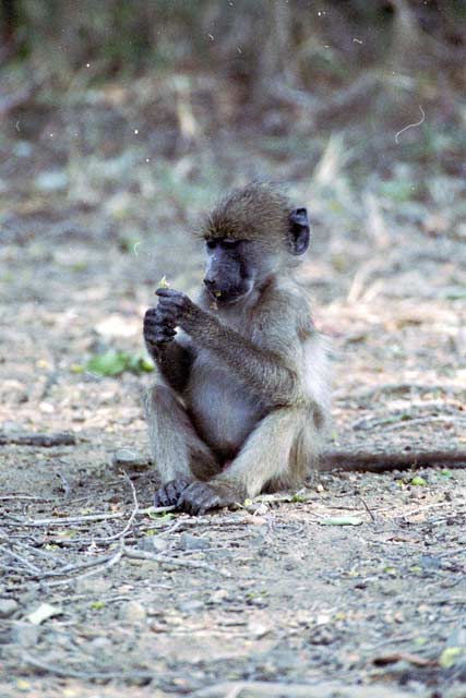 Baboon, Kruger National Park. South Africa.