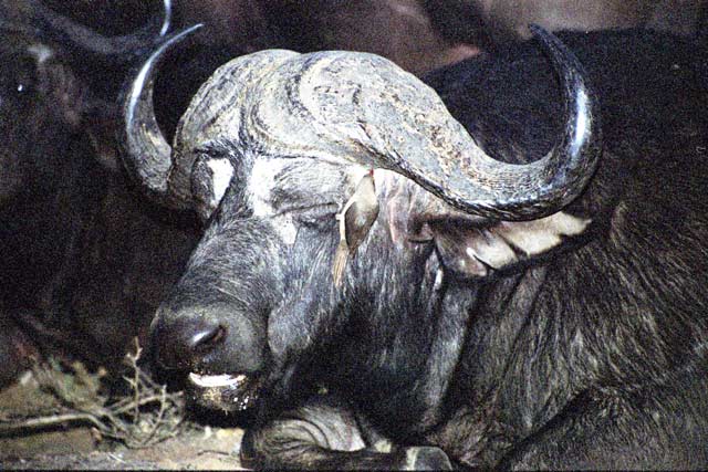 Buffalo, Kruger National Park. South Africa.