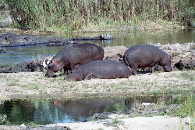 Hippos, Kruger National Park. South Africa.