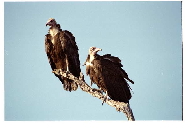 Lappet-faced vulture, Kruger National Park. South Africa.