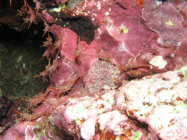 Shrims (Hingebeak Shrimp). Richelieu Rock dive site. Thailand.