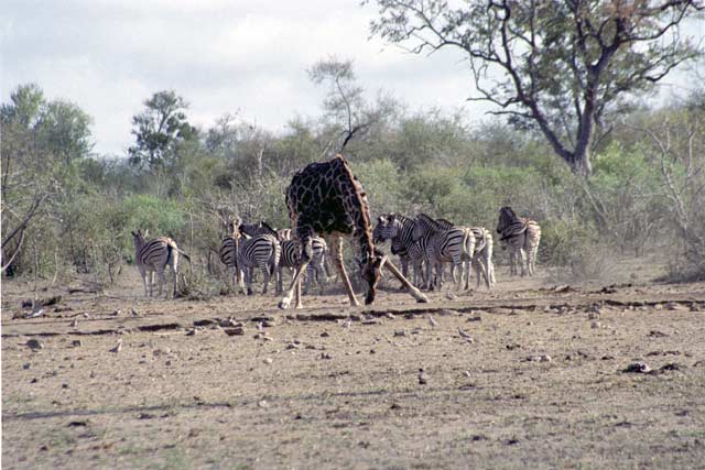 Zebras and giraffe, Kruger National Park. South Africa.