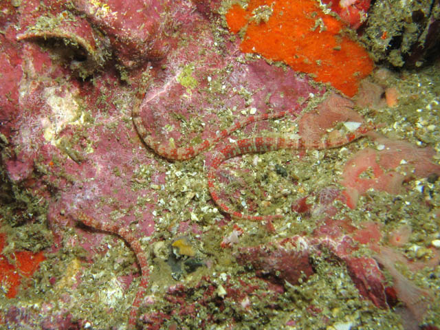 Pipefishes. Richelieu Rock dive site. Thailand.