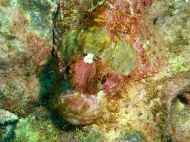 Head of Smallscale Scorpionfish. Richelieu Rock dive site. Thailand.