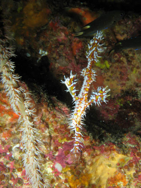 Ghost pipefish. Richelieu Rock dive site. Thailand.