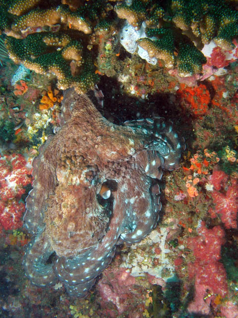 Common reef octopus (Octopus cyanea). Richelieu Rock dive site. Thailand.