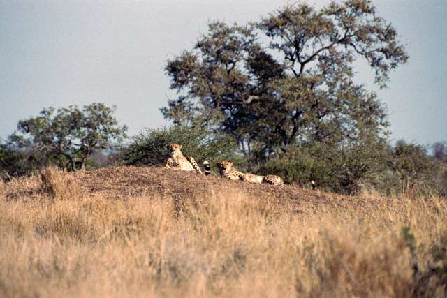 Lepards, Kruger National Park. South Africa.