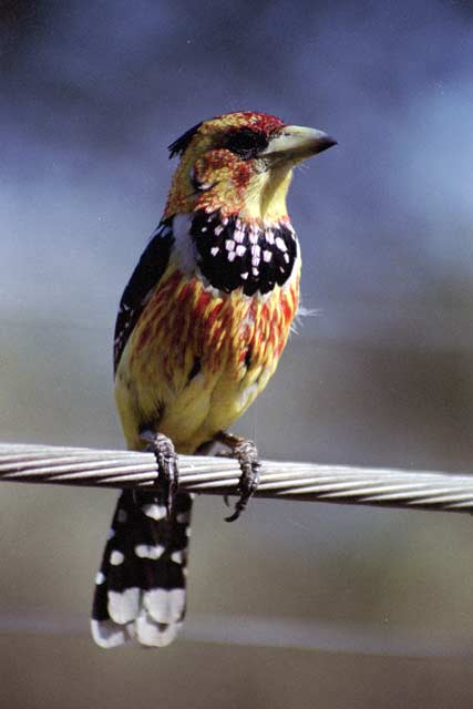 Crested barbet, Kruger National Park. South Africa.