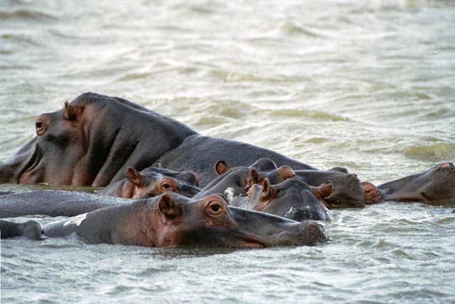 Hippos, St. Lucie National Park. South Africa.