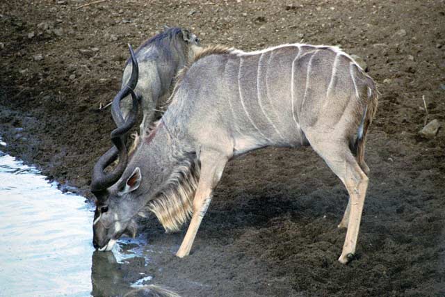 Kudu, Hluhluve-Umfolozi National park. South Africa.