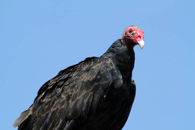 Vulture, Vinales valley (Valle de Vinales). Cuba.