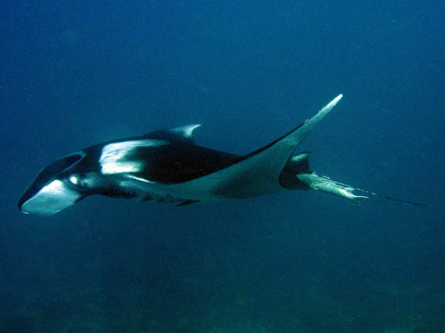 Manta ray, Koh Bon dive site. Thailand.
