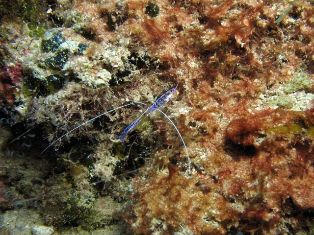 Shrimp, Playa Santa Lucia. Cuba.
