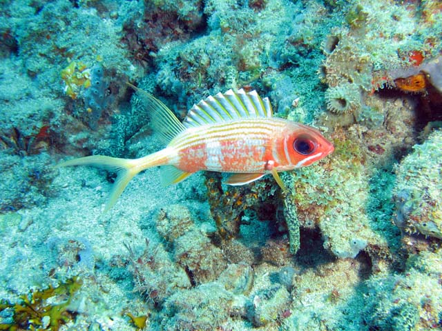 Playa Santa Lucia. Cuba.