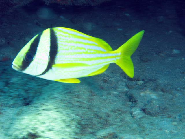 Playa Santa Lucia. Cuba.