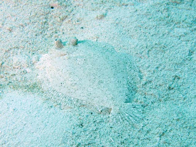 Flounder, Playa Giron. Cuba.