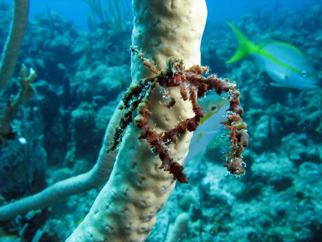 Spider crab, Playa Giron. Cuba.