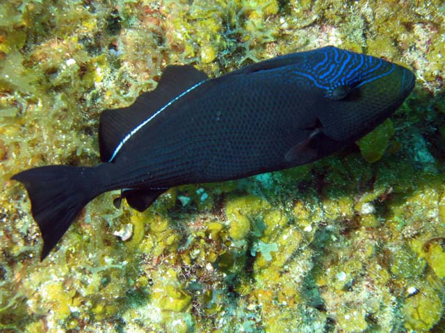 Triggerfish, El Encanto dive site, Maria La Gorda. Cuba.