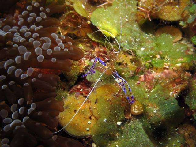 Shrimp, El Valle Del Coral (Valley of Black Coral) dive site, Maria La Gorda. Cuba.