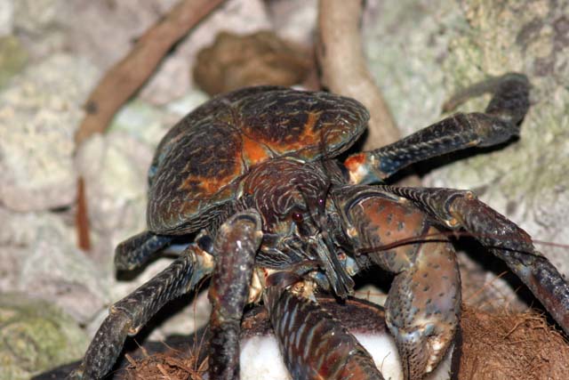 Coconut crab, Pulau Kadidiri, Togean Islands. Sulawesi,  Indonesia.
