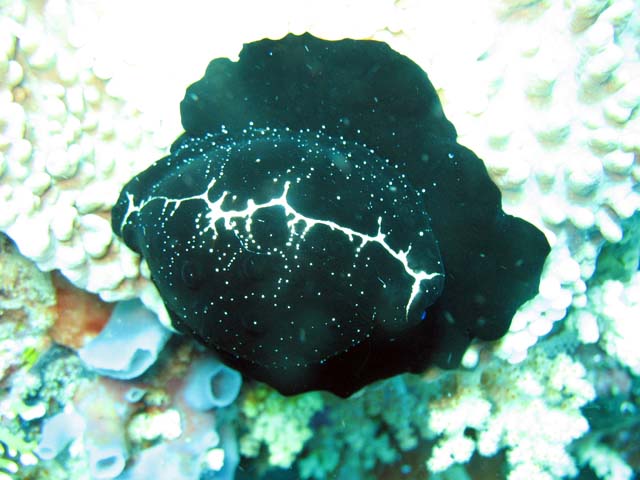 Bangka dive sites. Sulawesi,  Indonesia.