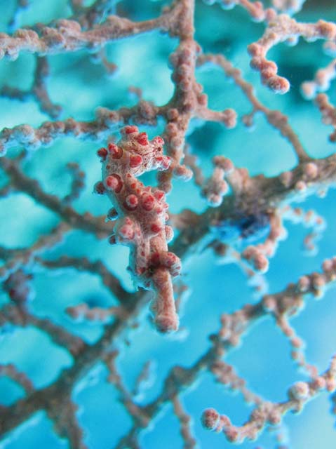 Pygmy seahorse, Bangka dive sites. Sulawesi,  Indonesia.