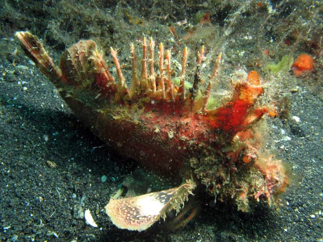 Scorpionfish, Lembeh dive sites. Sulawesi,  Indonesia.