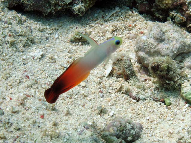 Goby fish, Bunaken dive sites. Sulawesi,  Indonesia.