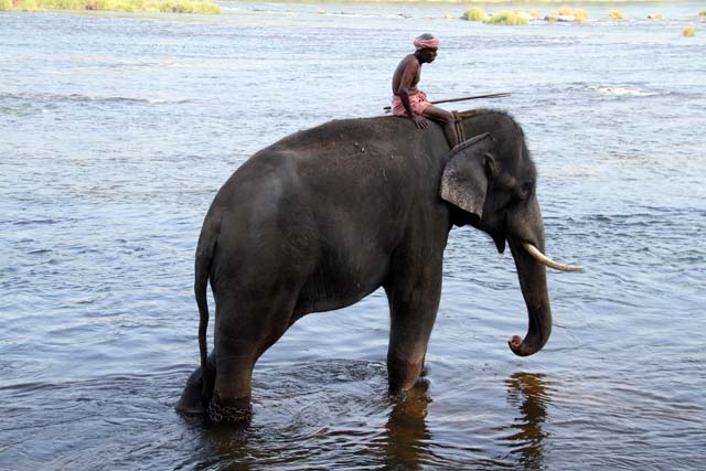 Elephants bathing at Kodanad near Kochi, Kerala. India.