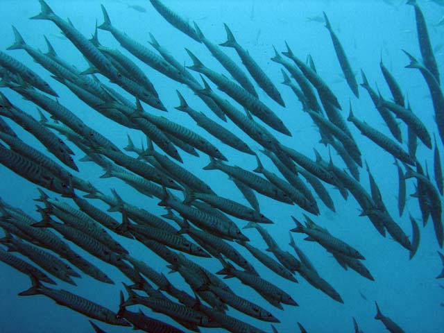 Group of Barracudas. Raja Ampat. Papua,  Indonesia.