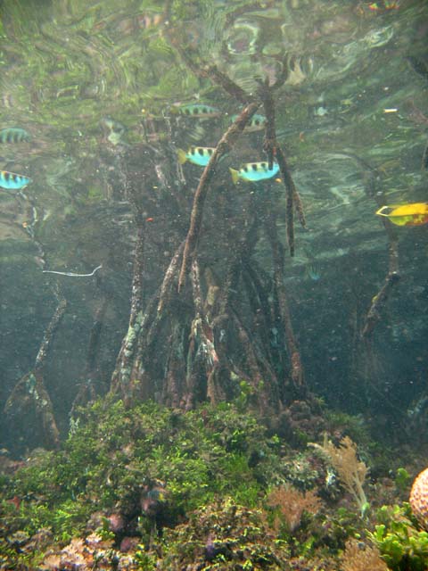 Mangroves. The Passage dive sites, Raja Ampat. Papua,  Indonesia.