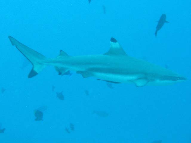 Blacktip reef shark. Raja Ampat. Papua,  Indonesia.