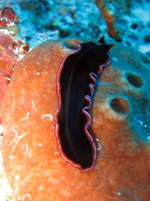 Flatworm. Raja Ampat. Papua,  Indonesia.