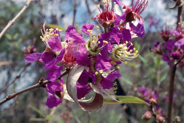 Flower, l'Isalo National park. Madagascar.
