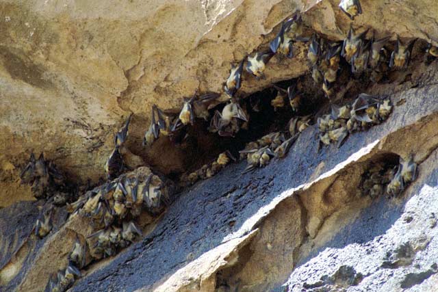 Bats, Tsiribihina river area. Madagascar.