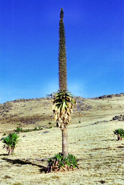 Lobelia at Simien mountains. North,  Ethiopia.
